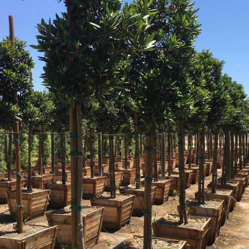 Japanese Blueberry Tree (Elaeocarpus Decipiens)