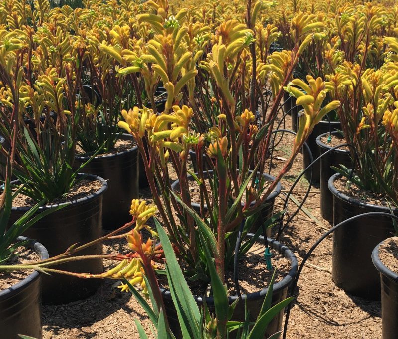 Kangaroo Paw (Anigozanthos)