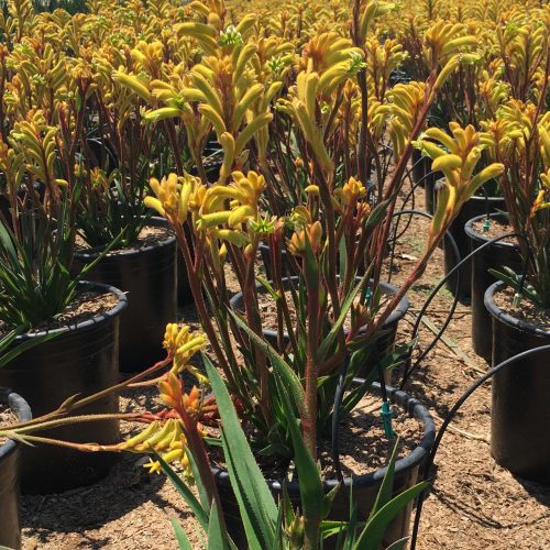 kangaroo paw anigozanthos pulled nursery 4