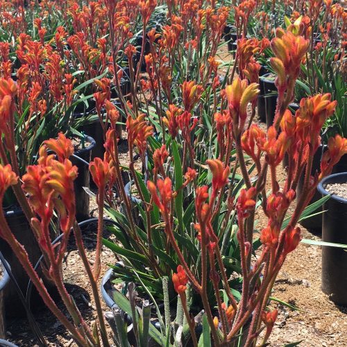 kangaroo paw anigozanthos pulled nursery 5