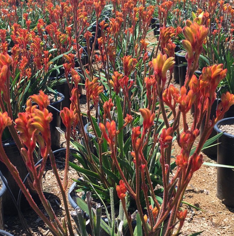 kangaroo paw anigozanthos pulled nursery 5