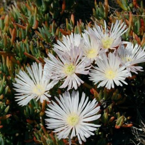 Lampranthus 'White' - Pulled Nursery