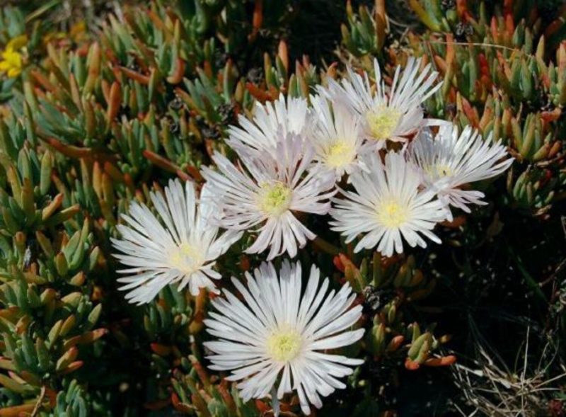 Lampranthus 'White' - Pulled Nursery