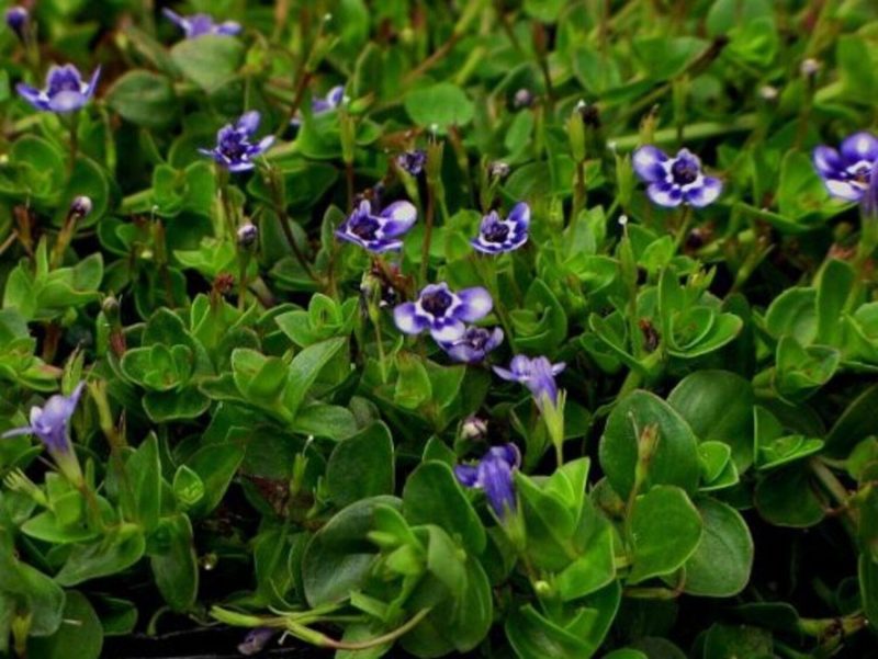 Lindernia Grandiflora - Pulled Nursery