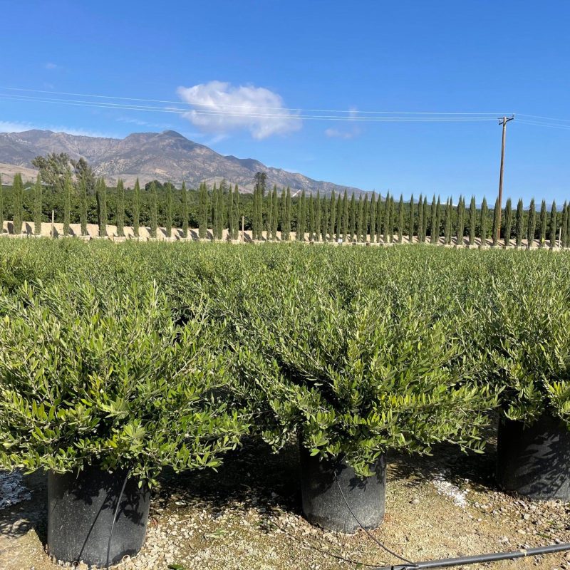 Little Ollie (Olea europaea ‘Petite Olive’) - Pulled Nursery