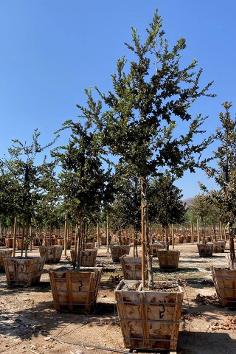 Island Oak (Quercus tomentella) - Pulled Nursery