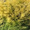 Ligustrum Sinensis 'SUNSHINE' - Pulled Nursery