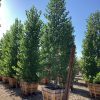 Fremont Cottonwood - Populus Fremontii - Pulled Nursery