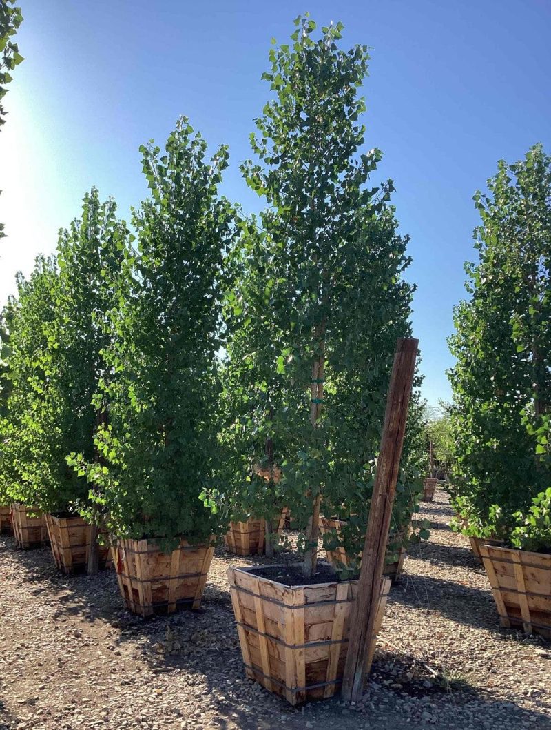 Fremont Cottonwood - Populus Fremontii - Pulled Nursery