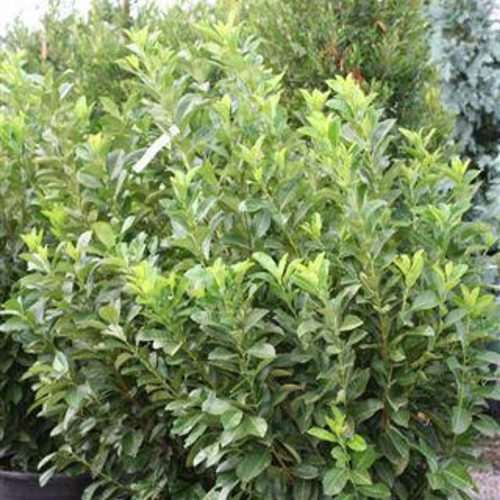 English Laurel - Prunus Laurocerasus - Pulled Nursery