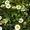 Santa Barbara Daisy (Erigeron Karvinskianus)