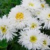 Shasta Daisy 'Shasta Crazy Daisy' - Pulled Nursery