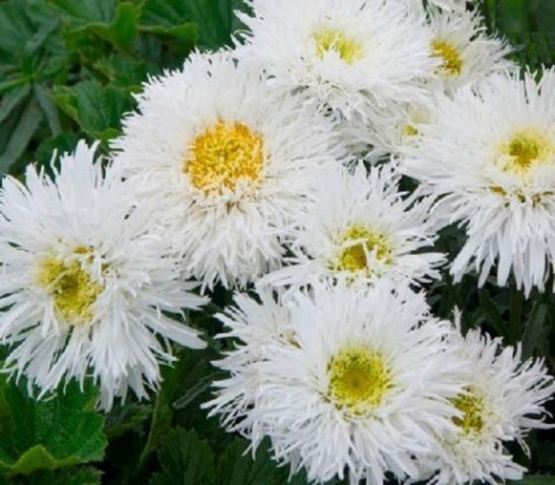 Shasta Daisy 'Shasta Crazy Daisy' - Pulled Nursery