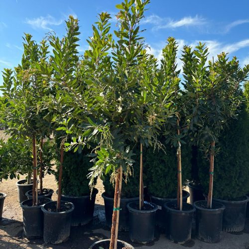 Strawberry Tree (Arbutus ‘Marina’) - Pulled Nursery