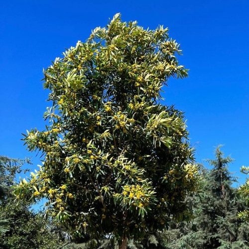 Water Gum (Tristania Laurina (Tristaniopsis) - Pulled Nursery