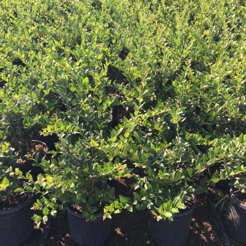 Waxleaf Privet (Ligustrum japonicum ‘Texanum’)